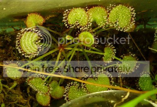 NASC2012-Dprolifera050312.jpg