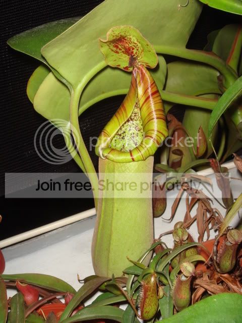 truncata_MT.jpg