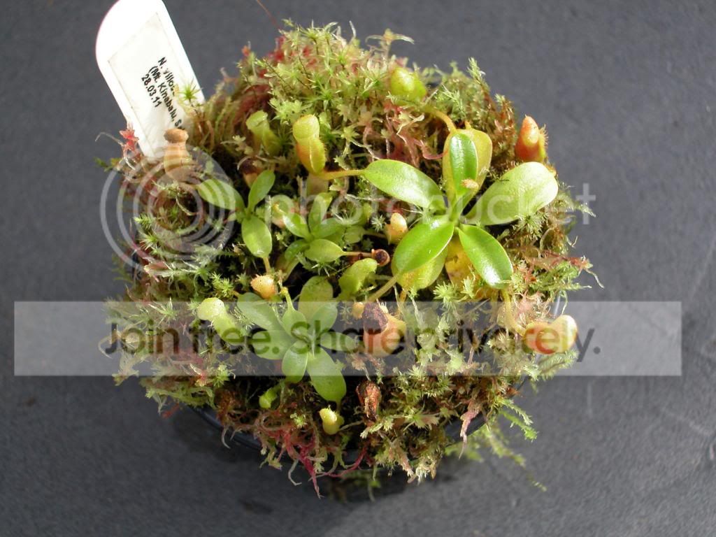 VILLOSA313_zps3c696067.jpg