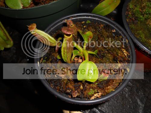 Ntruncata-QxK_5-23-11.jpg