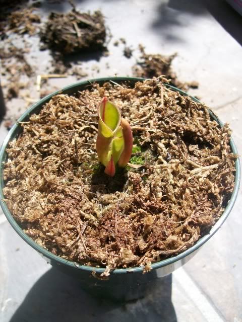 Heliamphora1.jpg