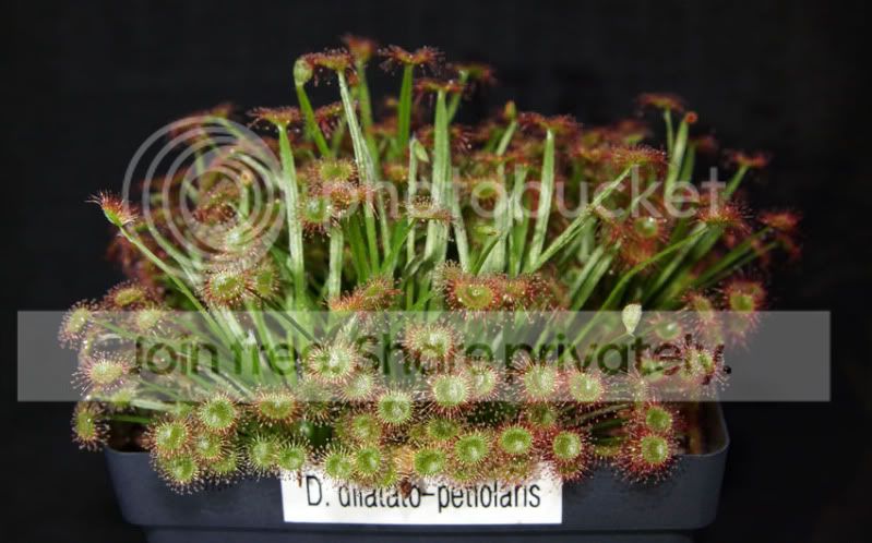 Ddilatato-petiolaris.jpg