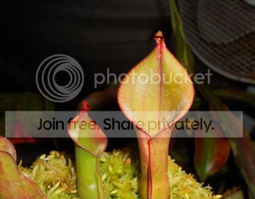 Hnutansgiant_5-6-11.jpg
