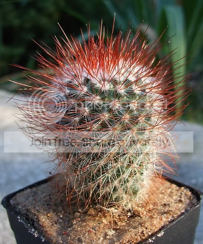 Cactuscc.jpg