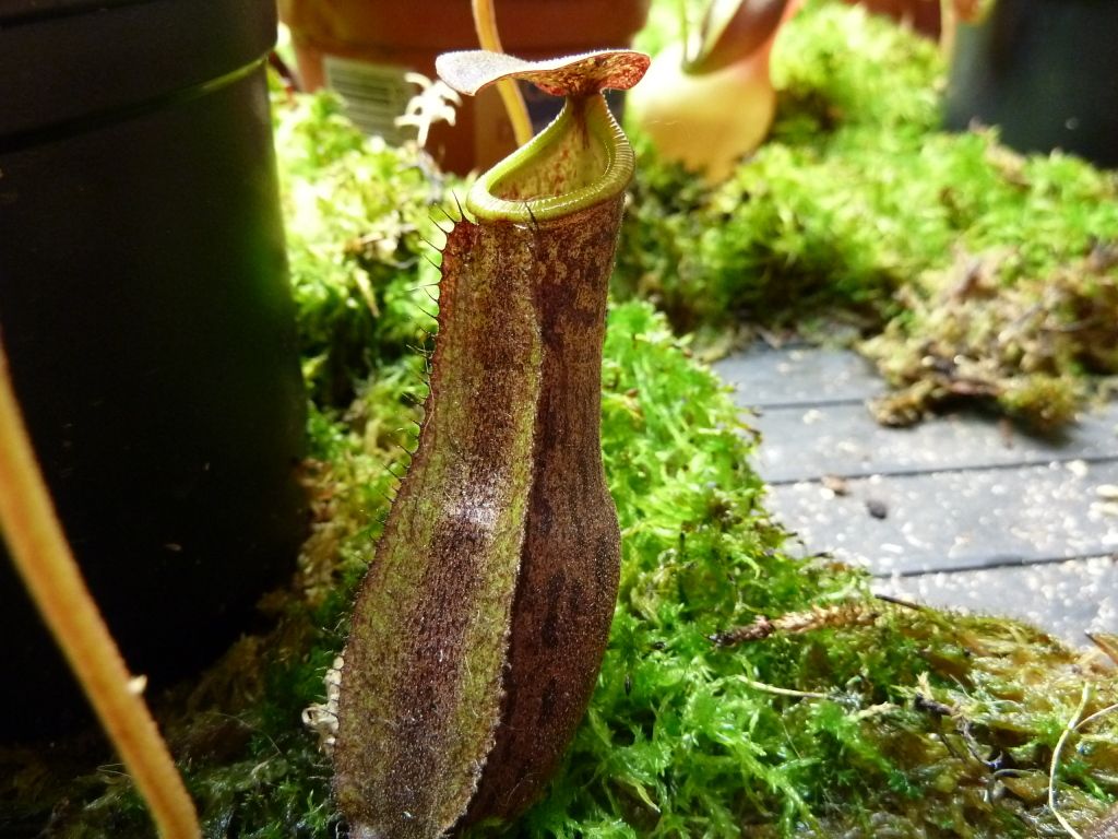plants10032012077.jpg
