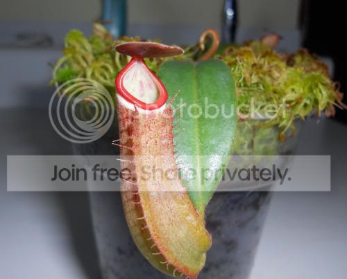 Nalbomarginata_5-5-11.jpg