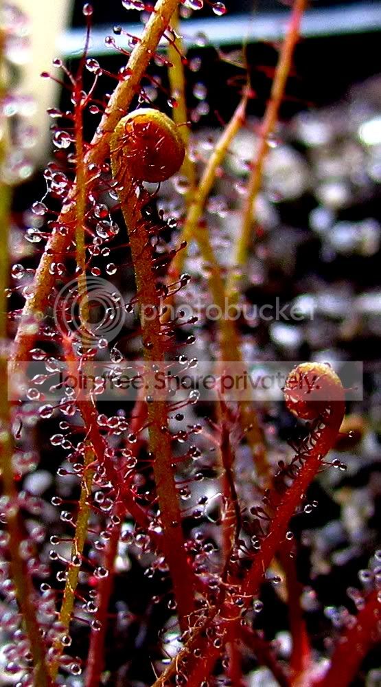 sundews005.jpg