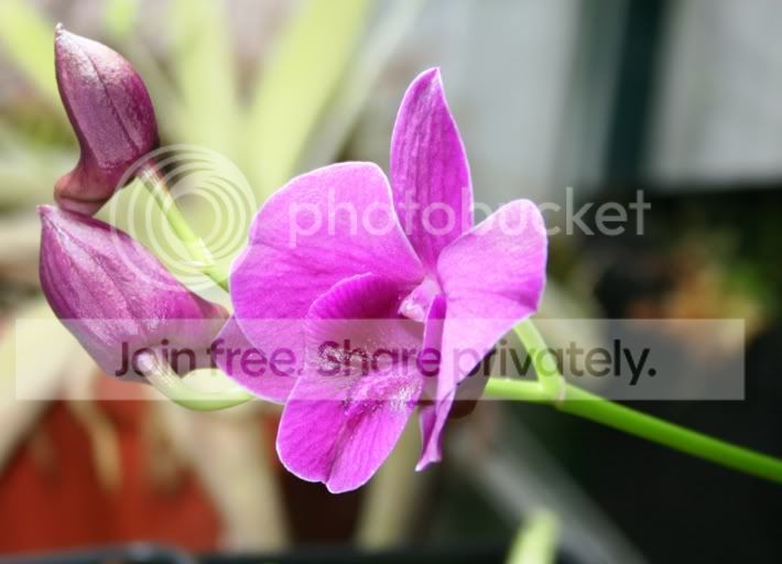 orchid.jpg