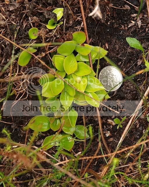 site2_leaves_size.jpg