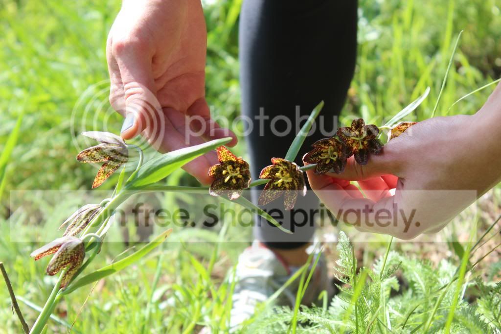 IMG_8340_zpsec664e16.jpg
