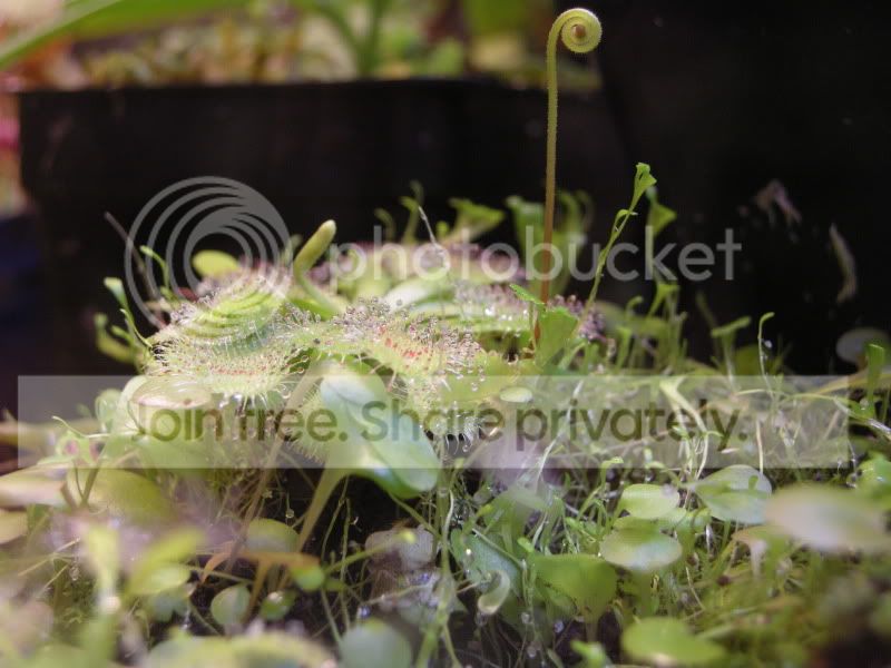 DSCN5781.jpg