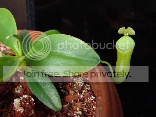 campanulata_ratio.jpg