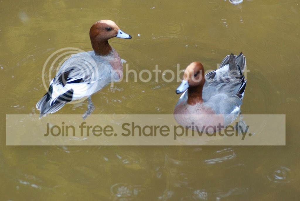 IMGP3476_zpslxsnmfkq.jpg