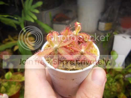 Dgramao_7-5-12.jpg