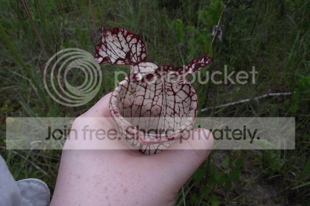 DSCF8636.jpg