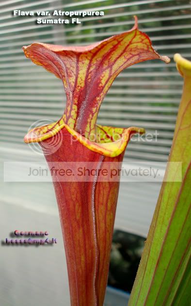 atropurpurea3.jpg