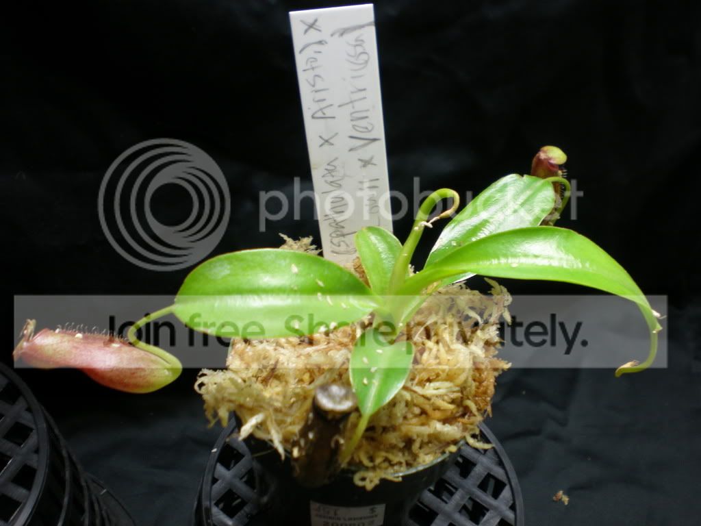 SpathulataxAristoxxLowiixVentricosa.jpg