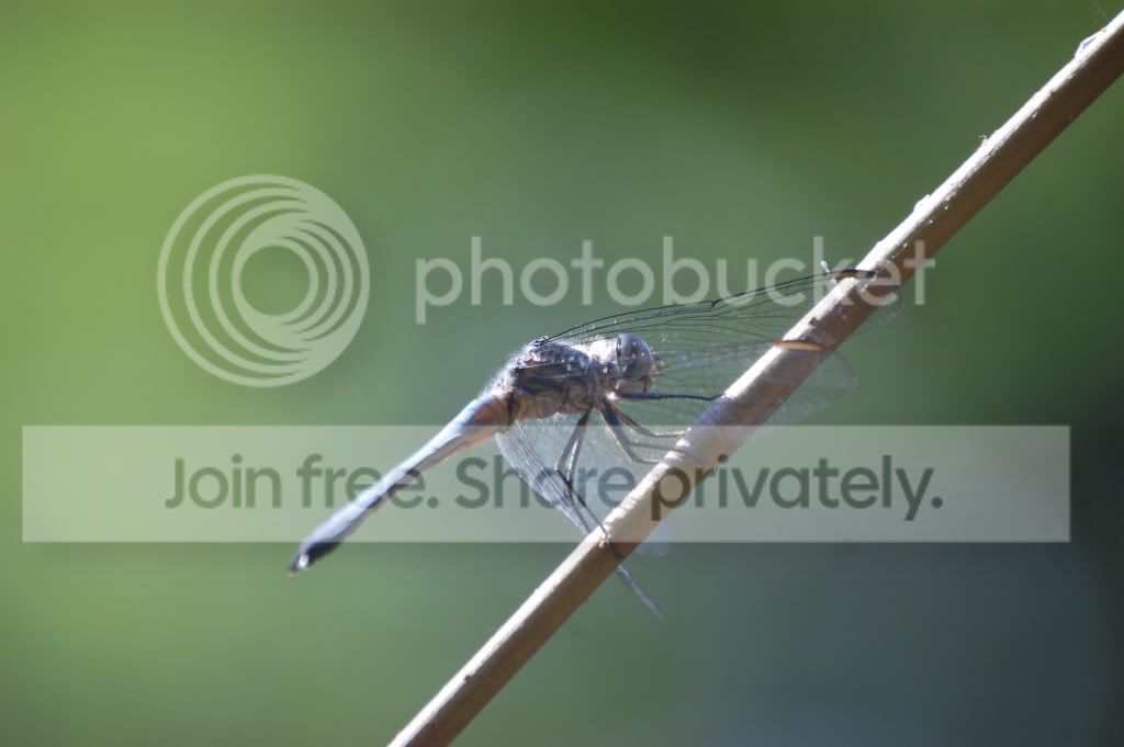 DSC_00440044_2.jpg