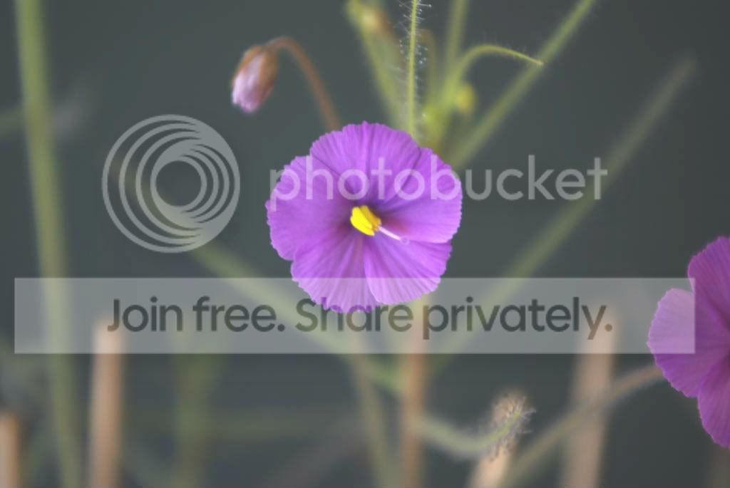 IMGP6169.jpg