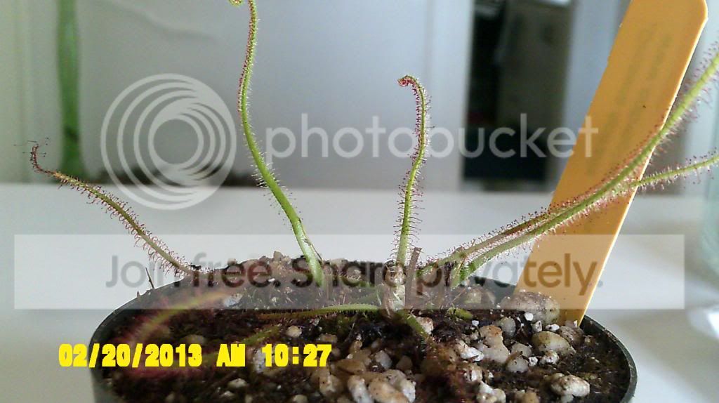 Dspiralis001_zpsfc09ed4e.jpg