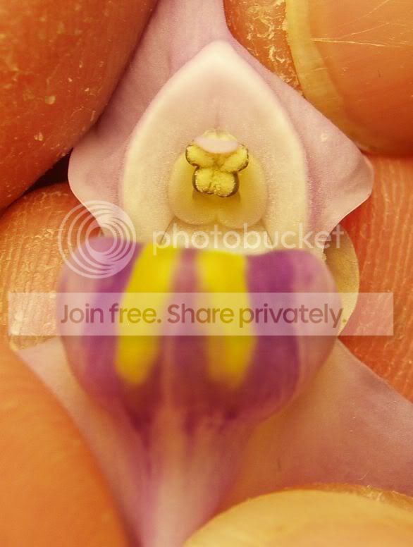 Unelumbifoliaflower-inside033110RS.jpg