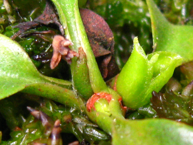 truncata_node0210.jpg