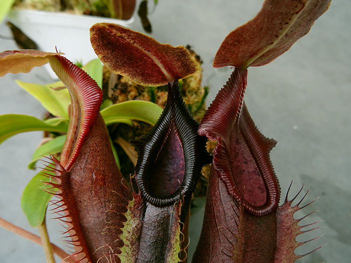nepenthes-bongso.jpg