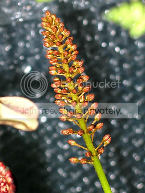 NVentFlowerClose.jpg