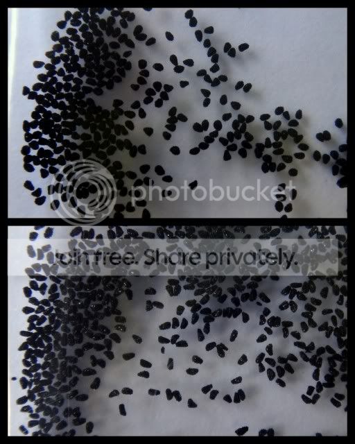 byblis_guehoi_seeds_190712.jpg