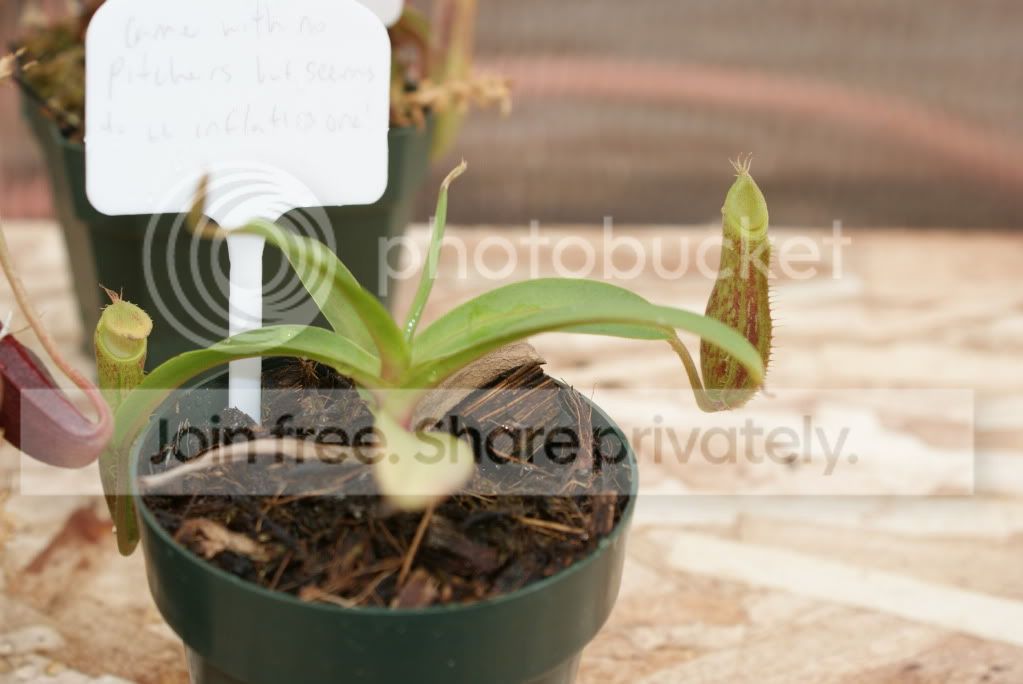 nepenthes042.jpg