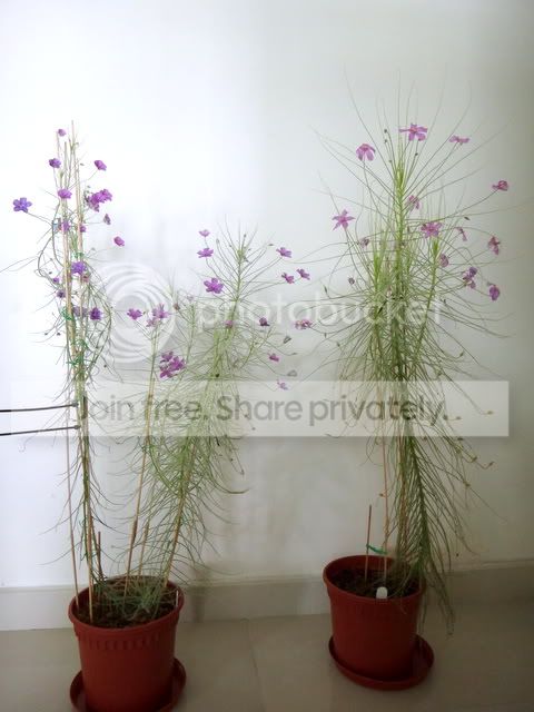 byblis_guehoi_filifolia_200712.jpg