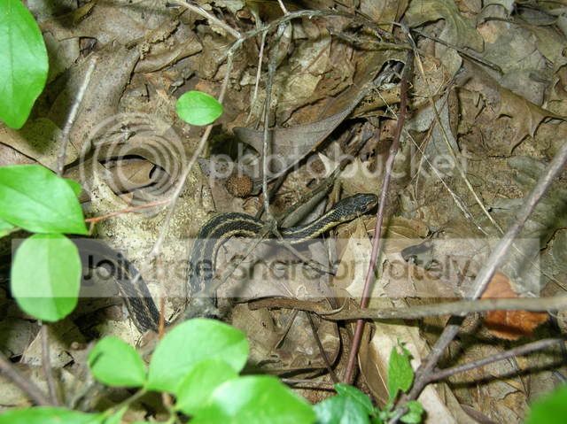 snake2.jpg
