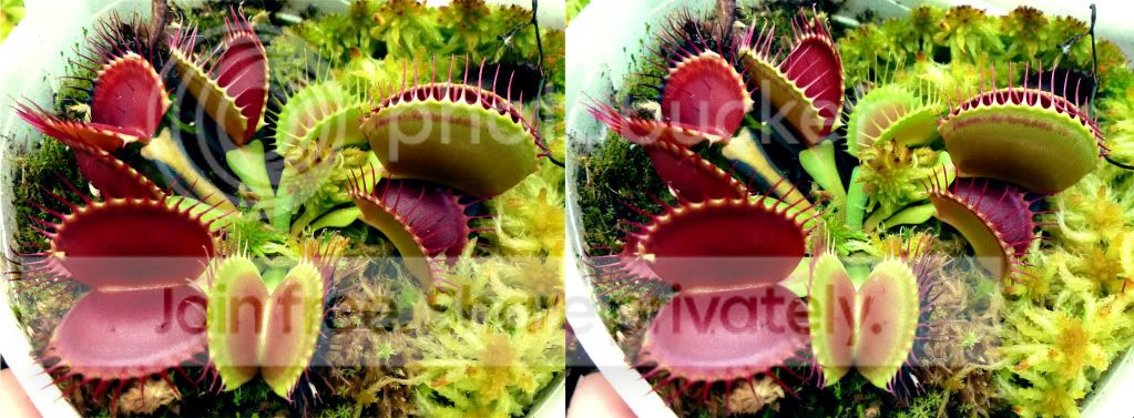 VFT-1-1.jpg