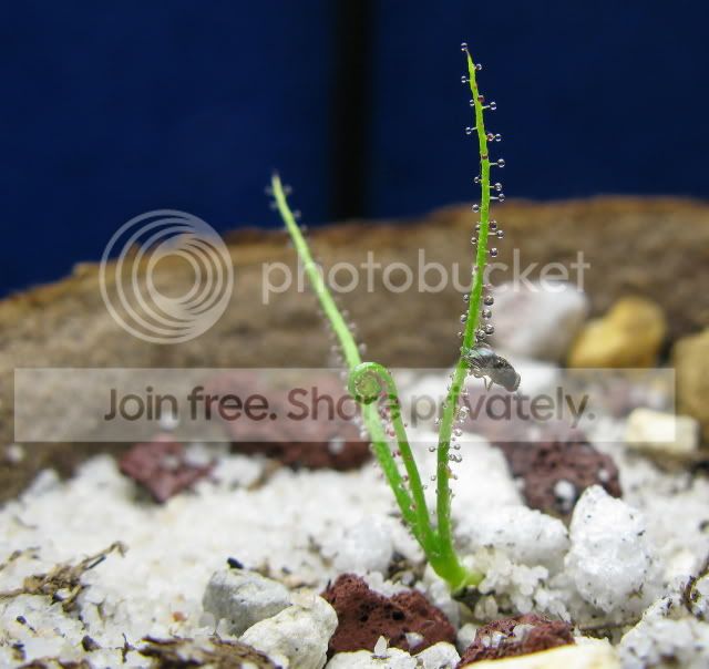 IMG_1297-Drosophyllum-seedling-Portugal.jpg
