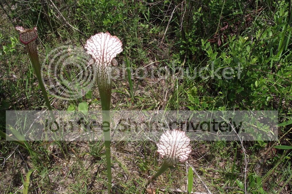 DSCF8657.jpg