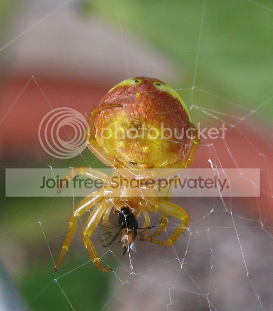 IMG_9678-orb-weaver-spider-july-31-2012.jpg