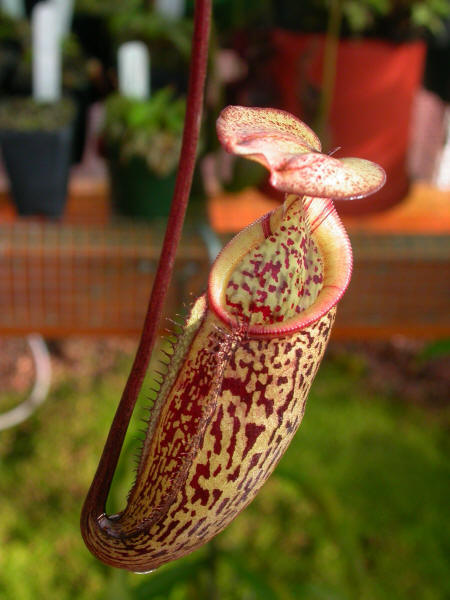Nepenthes%20macfarlanei.jpg