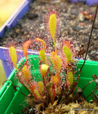 Drosera_anglica_CAxHI_yellow.JPG