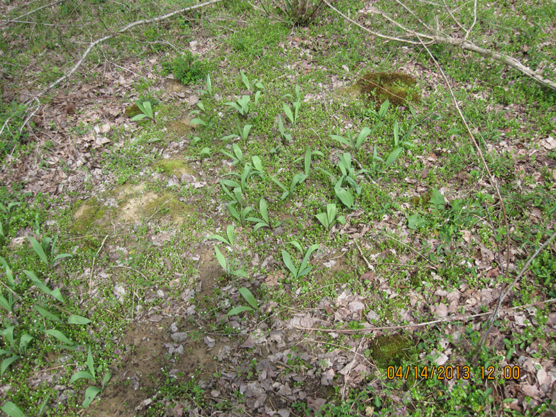 IMG_0006sm.jpg