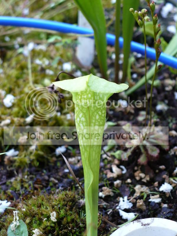 RoxiesBackyardBogs042.jpg