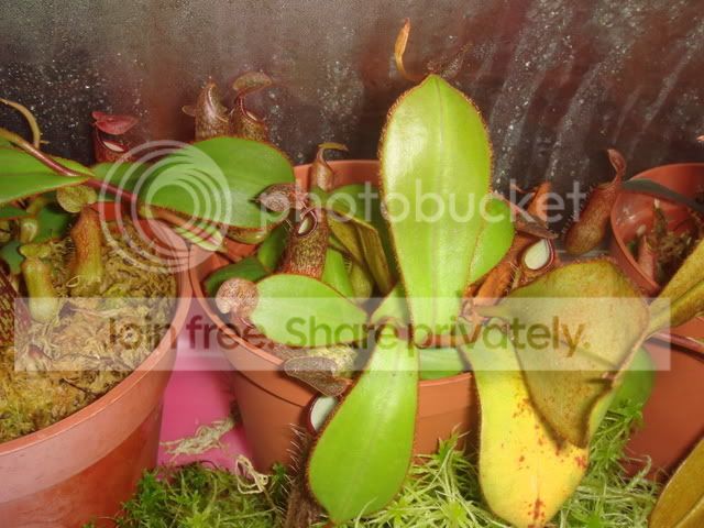 nepenthes_adnata_basals1.jpg