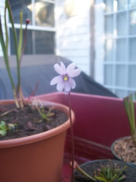 flower1.jpg