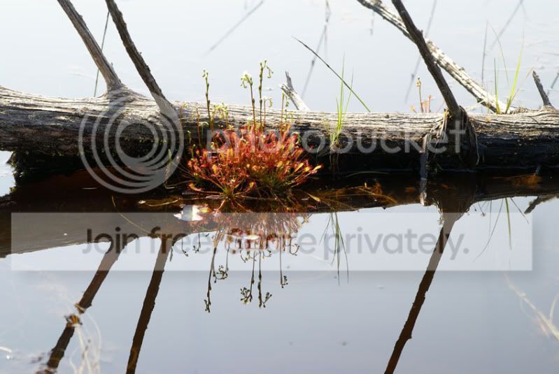 Pine-Barrens-2010-094.jpg