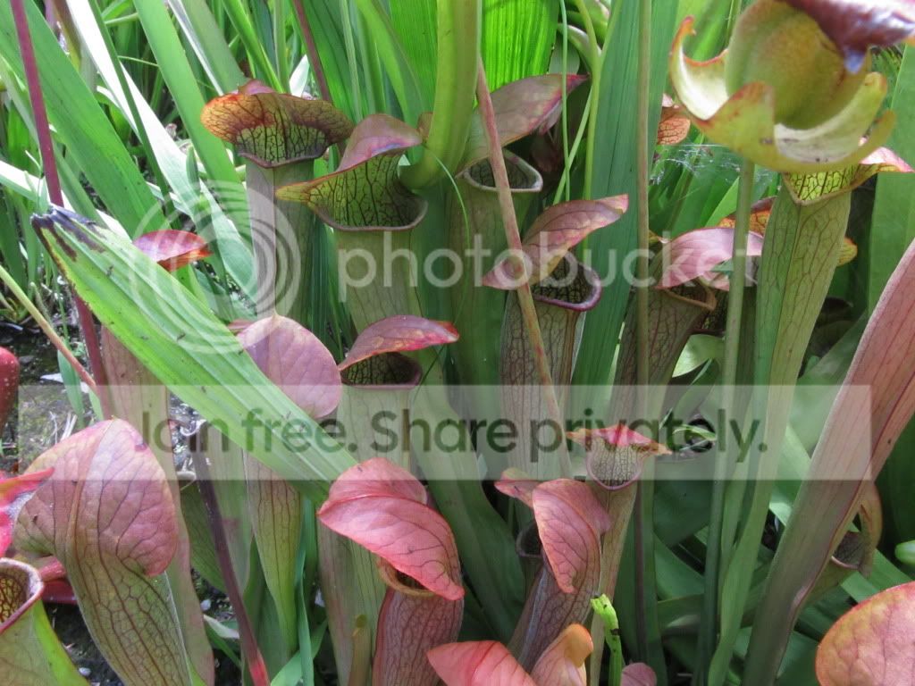 IMG_7113.jpg