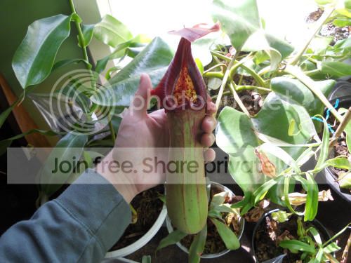 Ntruncata_3-21-13_zps64b1355d.jpg