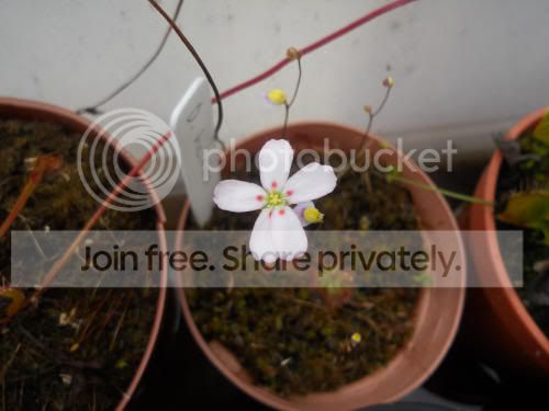 Dheliodies_6-14-12.jpg