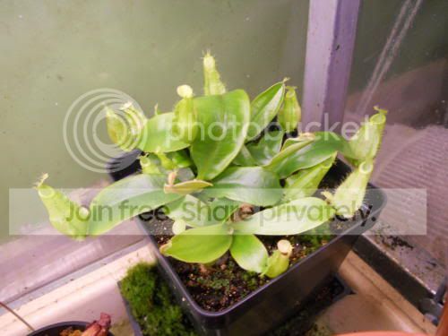 nep-seedlings_1-31-12.jpg
