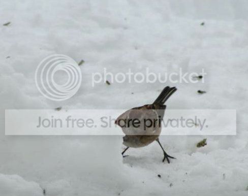 IMG_9216_zps79e7c8a5.jpg