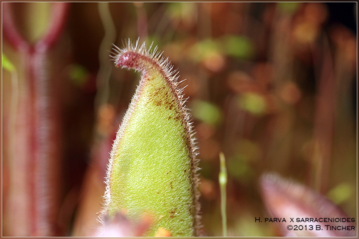 IMG_0005_hf.jpg