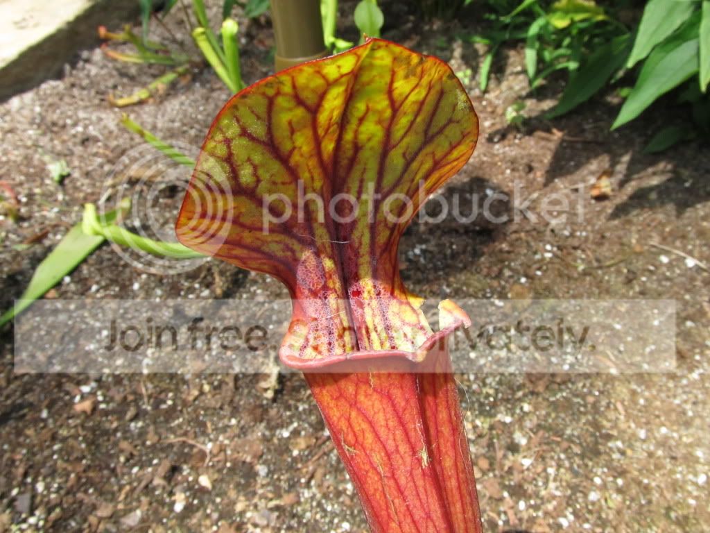 IMG_4722.jpg